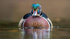 Wood Duck | Audubon Field Guide