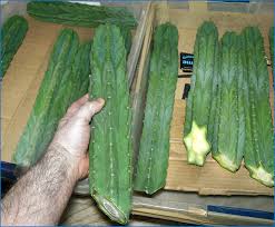 However, of course, you would like to know by now what this heavenly plant. San Pedro Cactus For Sale