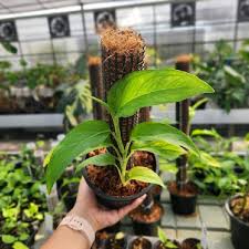 Image result for Laggera gracilis