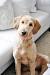 Wavy Labradoodle Haircut Styles