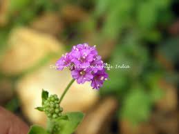 Image result for Boerhavia repens