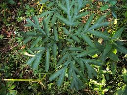 Image result for Amorphophallus abyssinicus