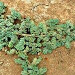 Image result for Coldenia procumbens