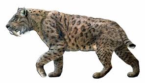 If you have your own one, just create an account on the website and upload a picture. California State Fossil Saber Tooth Tiger Smilodon Californicus Fossilera Com