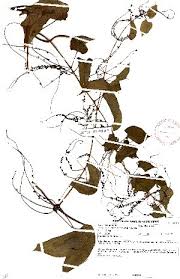 Image result for Dioscorea minutiflora