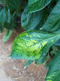 Image result for Alfalfa mosaic virus