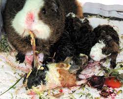 Data revealed similar fetal growth patterns in the wild guinea pig and domesticated guinea pig in the investigated gestation period, although they differ in reproductive milestones such as gestation length (average duration of pregnancy 68 days), average birth weight, and litter mass. Gestation Period In Guinea Pigs Christening Outfits Baby Boy