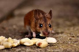Keep mice away with hardware cloth. 10 Simple Ways To Get Rid Of Mice Naturally In Your Home