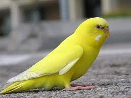 Yellow Bird In Kansas Help Me Identify A Bird Yellow Parakeet Yellow Bird Yellow Budgie