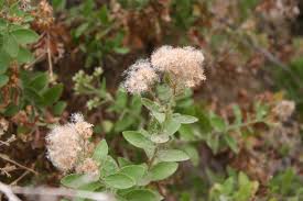 Image result for Pluchea ovalis