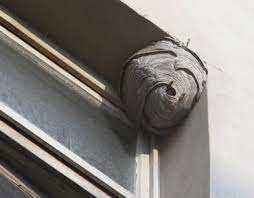 Wespennest im rolladenkasten was kann man tun, wie entferne ich ein wespennest | wespennest entfernen, wespennest im rolladenkasten was tun, sowing the seeds: Wespen Im Rollladenkasten Vorsorge Und Bekampfung Der Wespe