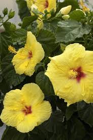 Image result for Hibiscus calyphyllus