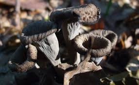 May 14, 2021 · surnommée le black fungus ou champignon noir, la mucormycose est une maladie infectieuse causée par l'exposition à un champignon, appelé mucor, et caractérisée par l'apparition de. La Trompette De La Mort Ou Trompette Des Morts Un Champignon Tout Noir