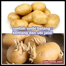 Tunas inilah yang merupakan tumbuhan baru. Ciri Ciri Umbi Lapis Dan Umbi Batang Beserta Contohnya Pak Mono