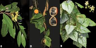 Image result for Euphorbia crebrifolia