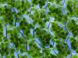 Enjoy the best jewelry cleaning experience or it's on us, naturally. Chlorophyll National Geographic Society