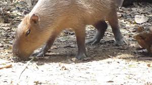 Patikha > variedad > bebes carpinchos. Chiguiro Capibara Carpincho Capincho Capybara Chiguiro Hydrochoerus Hydrochaeris Youtube
