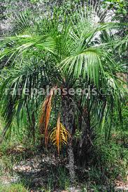 Image result for Syagrus