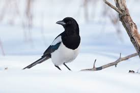 Heimische Vogel Im Garten Erkennen So Lassen Sie Sich Ganz Einfach Bestimmen Vogel Im Garten Heimische Vogel Vogel Bestimmen