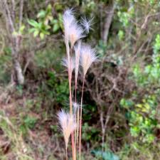 Image result for Andropogon eucomus