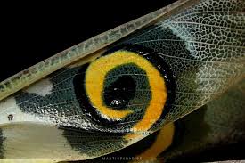 Image result for Macrotyloma stenophyllum