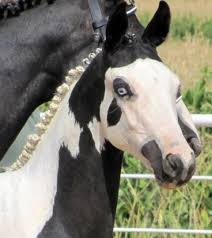 New And Used Saddles For Sale Tack Shop Horses Baby Horses Animals