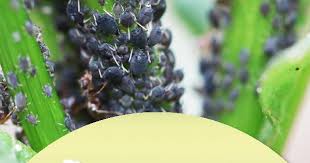 Schwarze Blattlause An Pflanzen Naturlich Bekampfen In 2020 Garten Pflanzen Pflanzen Schadlinge Im Garten