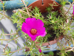 Image result for Portulacaceae