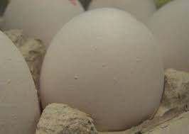 We did not find results for: Organic Vs Free Range Vs Cage Free Eggs Delishably