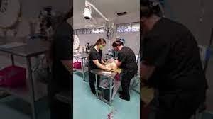 Rigorous testing goes into every supplement to ensure the safest ingredients: Tour Of Harmony Vet Care Of Brandon Youtube