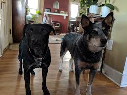 5790 east county line place. Pets New Mexico Living