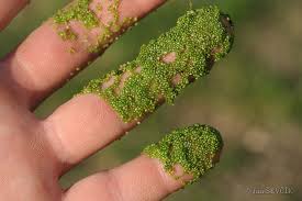 Image result for Wolffia arrhiza