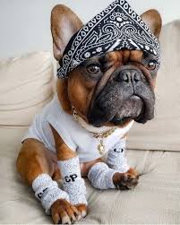 French Bulldogs On Instagram I M A Maniac Maniac On The Floor I M Gonna Dance Like I Ve Never Danced Before Tag In 2020 Dog Love Cute Dogs French Bulldog Puppies