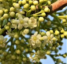 Image result for Gymnosporia buxifolia