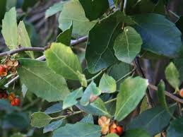 Image result for Maytenus undata