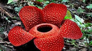 Nama bunga raflesia arnoldi berasal dari. Rafflesia Arnoldii Tribunnewswiki Com Mobile