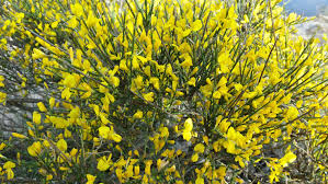 Image result for Genista