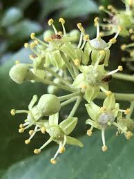 Image result for Hedera