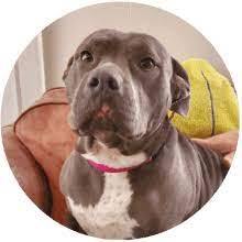 Second chance pets clinton il. Clinton Illinois Animal Rescue Second Chance For Pets