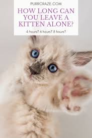 Over the four to six week weaning period, the kitten will. Can I Leave My Kitten Alone For 8 Hours Purr Craze
