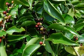 Image result for Scolopia