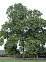 Image result for Brachycorythis ovata