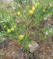 Image result for Gomphocarpus fruticosus