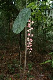 Image result for Hirtella zanzibarica