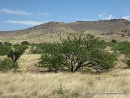 Image result for Prosopis juliflora