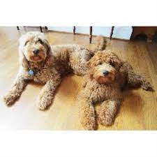 Goldendoodle puppies for sale greensboro nc. Miller S Gorgeous Goldendoodles Goldendoodle Breeder In Greensboro North Carolina