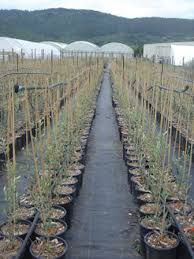 Image result for graft grape vines