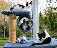 In case of discomfort, cats will scratch more, and this can become an issue if this happens on your walls, doors of furniture! Choosing Use Of Scratching Posts International Cat Care