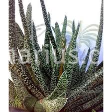 Gasteria roots are typically succulent and short and vary in thickness and numbers from season to from left to right: Buy Gasteria Carinata Var Verrucosa With Canarius