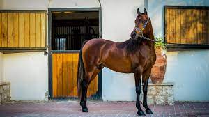 Arabian Horses Living 2022